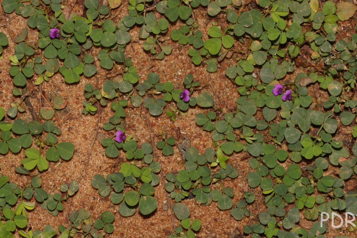 Grona triflora (L.) H.Ohashi & K.Ohashi